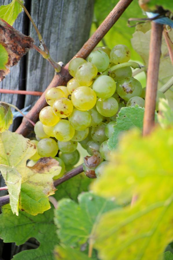 Gaestehaus Wein Im Turm Longuich Exterior foto